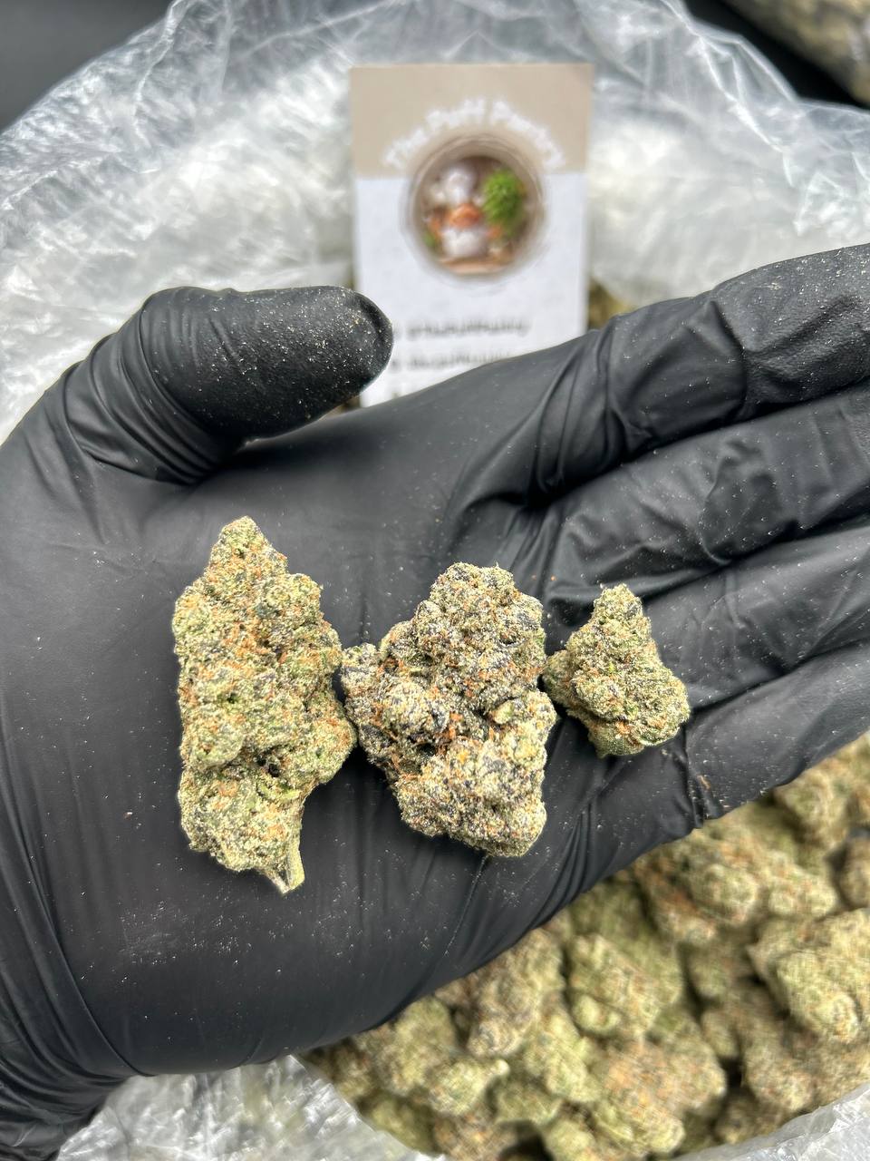 Puff's Indoor Flower - Girl Scout Cookies